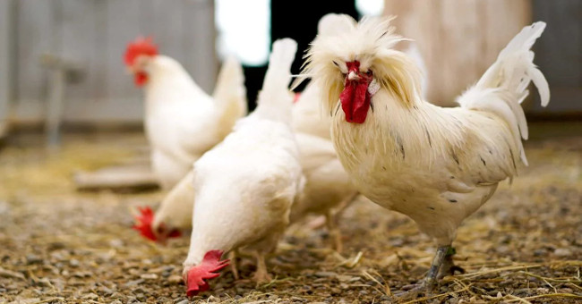 Chicken has its own personality, logical reasoning is better than children
