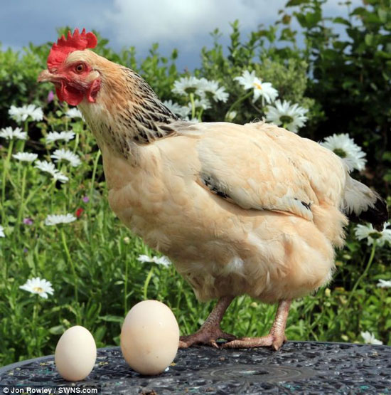Chickens lay giant eggs on their birthdays