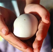 Chickens produce green eggs thanks to genetic engineering