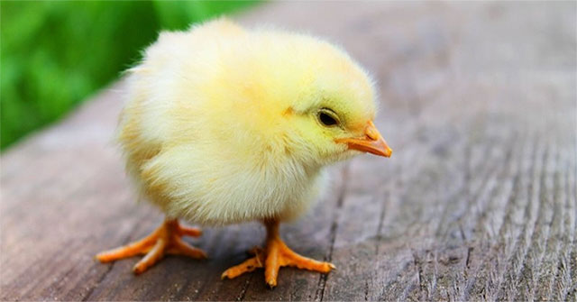 Chicks were born instinctively to avoid danger from predators