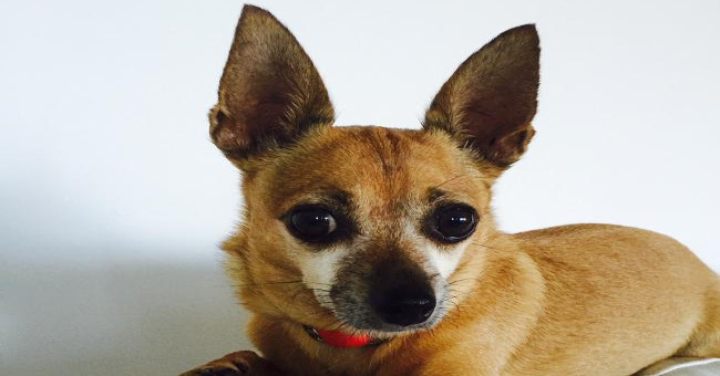 Chihuahua puppies with brown snakes are poisonous to save the master