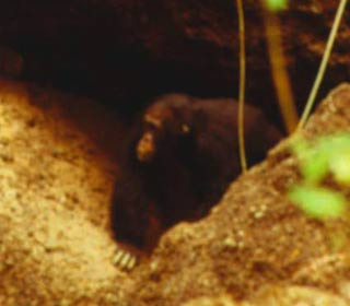 Chimp also lives in caves like prehistoric people