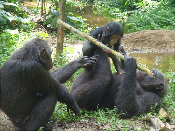 Chimp as a judge