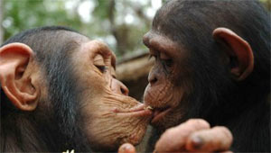 Chimp comforted by kissing
