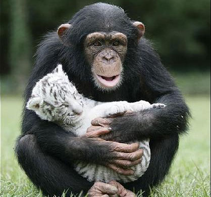 Chimp for the tiger to drink milk
