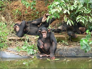 Chimp is an energy-saving mammal