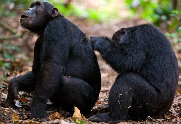 Chimp is more genetic than human