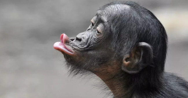 Chimp is not the closest species to human ancestors?
