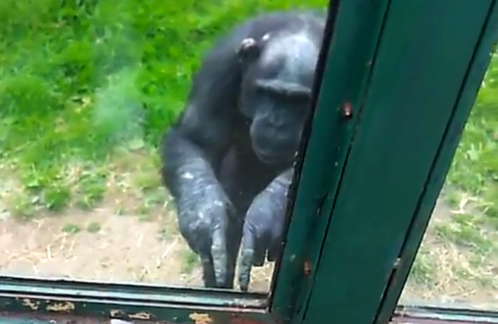 Chimp 'talk' with people