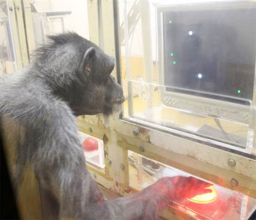 Chimpanzee 'cunning'