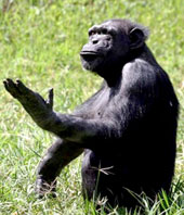 Chimpanzee