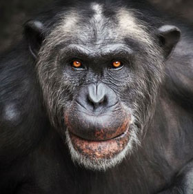 Chimpanzees and orangutans also have a U-shaped happy chart