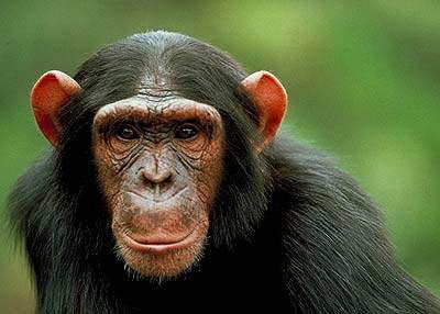 Chimpanzees are easy to transmit dangerous diseases