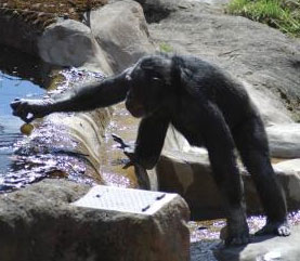 Chimpanzees are 'smart' like people
