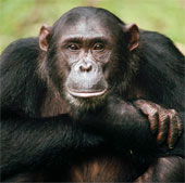 Chimpanzees can defeat humans in tactical games