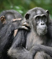 Chimpanzees can learn and transmit new habits