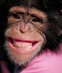 Chimpanzees evolved stronger than humans