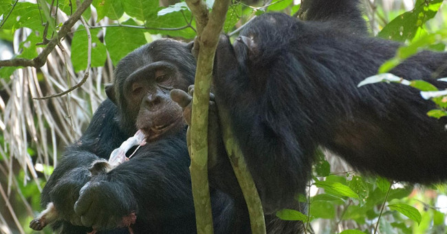 Chimpanzees have very sophisticated food preferences