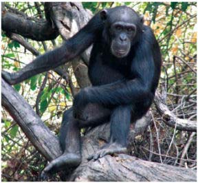 Chimpanzees play an important role in making hunting tools