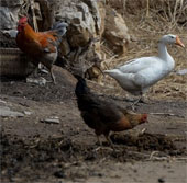China: 30% of people infected with H7N9 have died