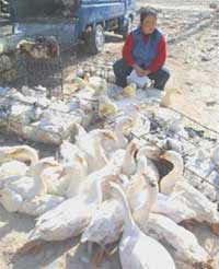 China: Add 2 new bird flu outbreaks