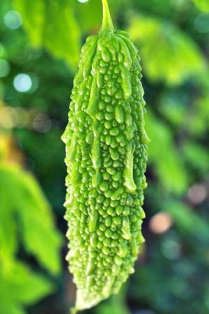 China and Australia study breakthroughs on bitter melon