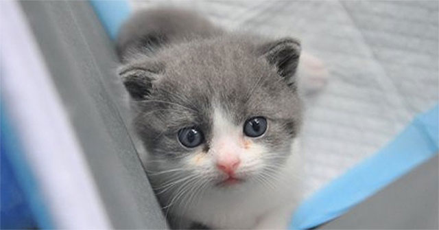 China announced the successful cloning of the first cat