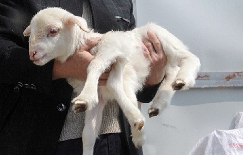 China appears 6-legged goat