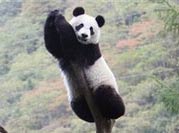 China: Big panda lacks food