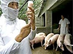 China: Blue ear pig disease is spreading fast