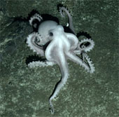 China built an octopus-like supercomputer