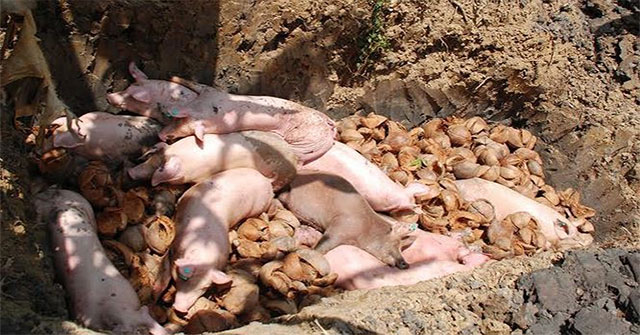 China can provide vaccines against African swine flu