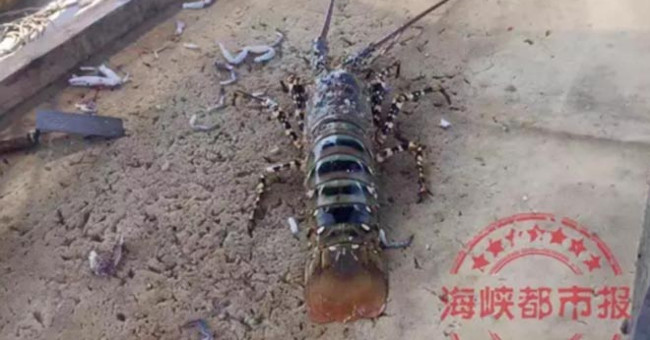 China: Catch giant 1.5m long lobster, extremely rare