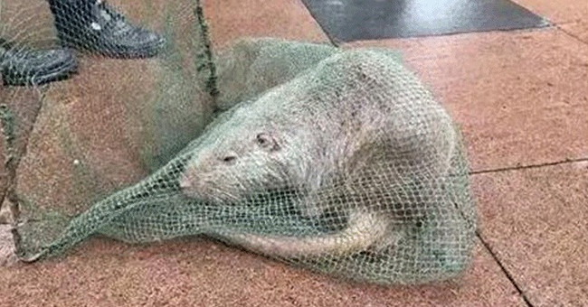 China caught a giant