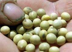 China: Certification of safety for GM crops