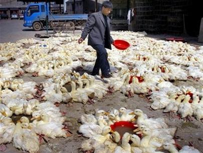 China confirmed that bird flu variants