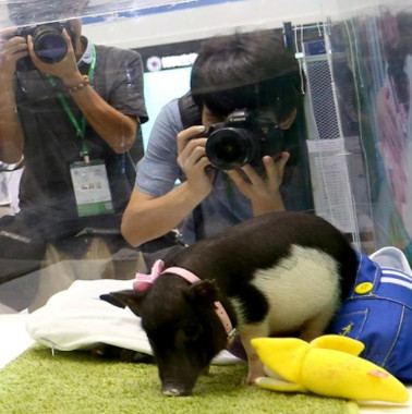 China created mini genetically modified pigs, priced at 36 million / head
