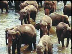 China: creating an ivory elephant