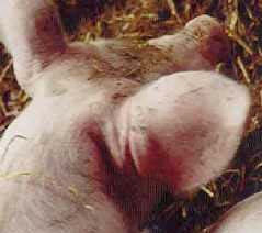 China deals with blue ear disease in pigs
