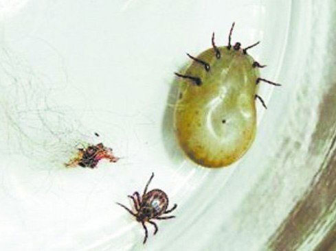 China deciphered the bug virus transmitted to humans