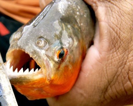 China declared war on fish biting people