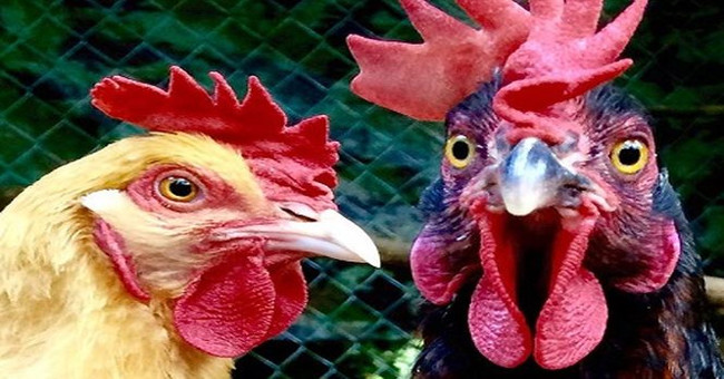 China deployed chicken army to deal with locust pandemic