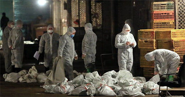 China detected an influenza A / H5N1 outbreak near Wuhan