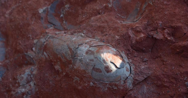 China: Discovered 130 million year old dinosaur eggs still intact