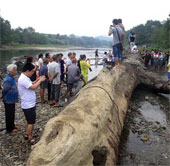 China discovered 800 year old tree trunk, 500 years underground