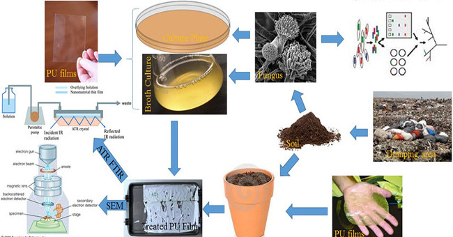 China discovered a fungus capable of