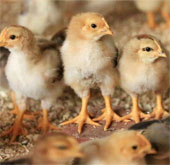 China discovered a new strain of bird flu called H7N7