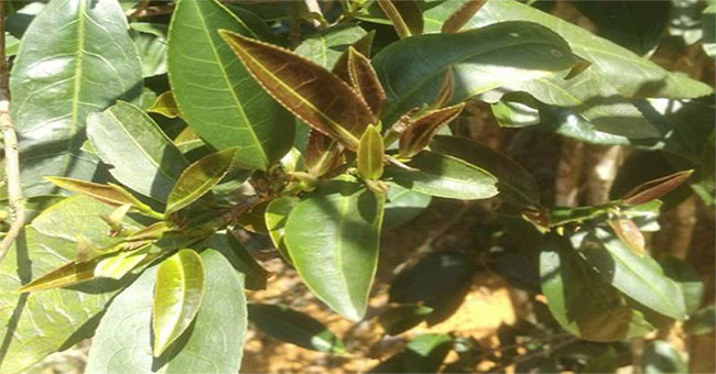 China discovered a species that could replace tea