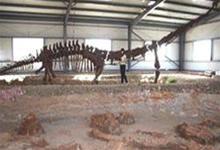 China discovered new dinosaur fossils