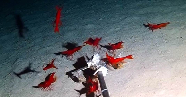 China: Drop the camera to the sea, discover dozens of bizarre creatures